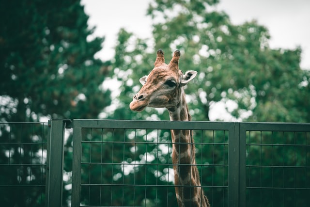 omar ram SObxgmtGqqs unsplash - Resources and Information About Zoos