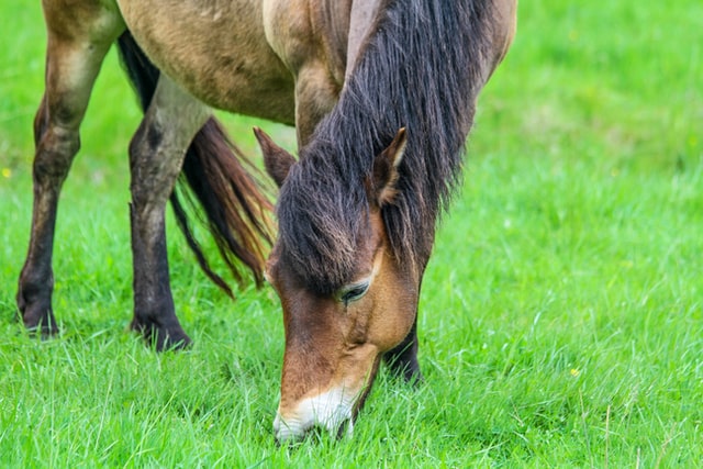 sabrina wendl ciF BaZHptE unsplash - Resources and Information About Zoos